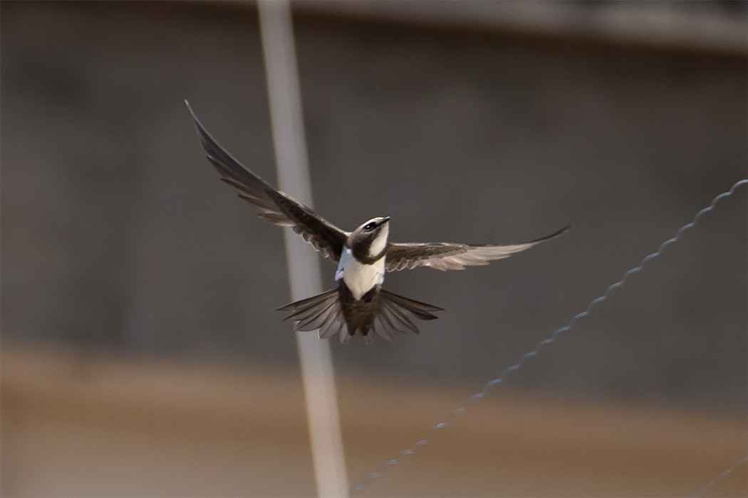 Alpine Swift
